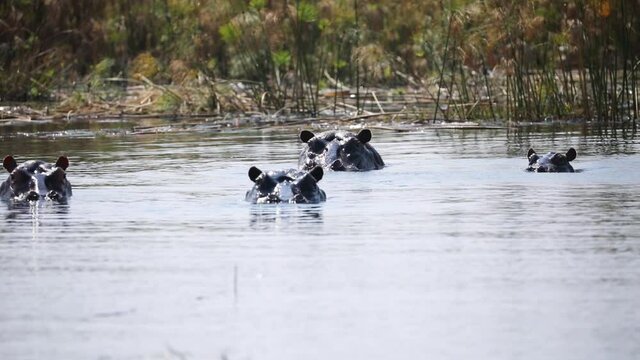 A Pod Of Hippos Peaking Heads Above The Water, Cuando River, Namibia