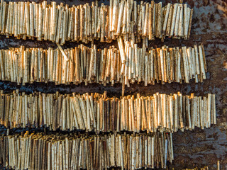 Sawmill Pile of Pine Trunk Wood Plank Waiting to be Processed