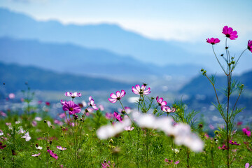 Obraz premium 魚沼の里山と風邪に揺れる秋桜、白地に濃いピンクの縁取りが美しいピコティ