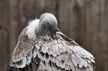 Vautour