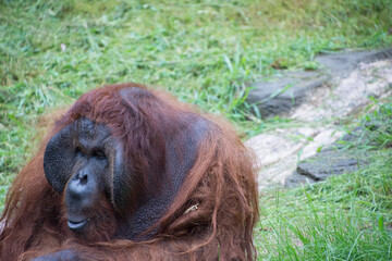 オランウータン