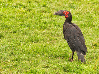 Obraz premium An African horned raven at Marlow Bird Park.
