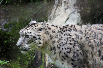 Obraz premium 雪豹