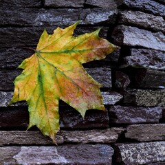 autumn maple leaf