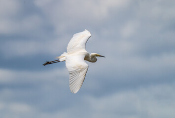 Great Egret Ardea alba in flight over wildlife wetland sanctuary 