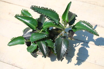 Kalanchoe daigremontiana żyworódka płodnolist © Perovskia