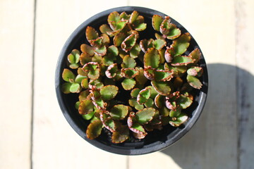 Kalanchoe daigremontiana żyworódka płodnolist