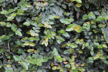 Close up photo of Climbing fig