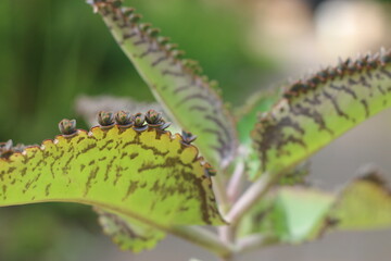Kalanchoe daigremontiana żyworódka płodnolist