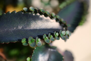 Kalanchoe daigremontiana żyworódka płodnolist