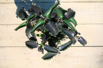 Kalanchoe daigremontiana żyworódka płodnolist © Perovskia