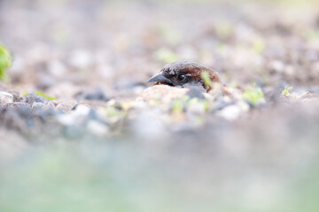 A House sparrow (Passer domesticus) sand bathing between the gravel.