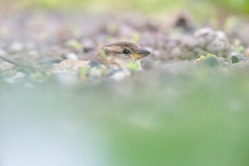 A House sparrow (Passer domesticus) sand bathing between the gravel.
