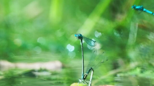 Damselfly In Tandem Laying Eggs In The Water With Green Background. - close up