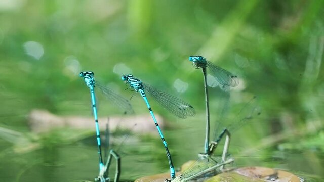 Damselfly In Tandem, Stay Connected While Female Lay Their Eggs In The Water. - close up