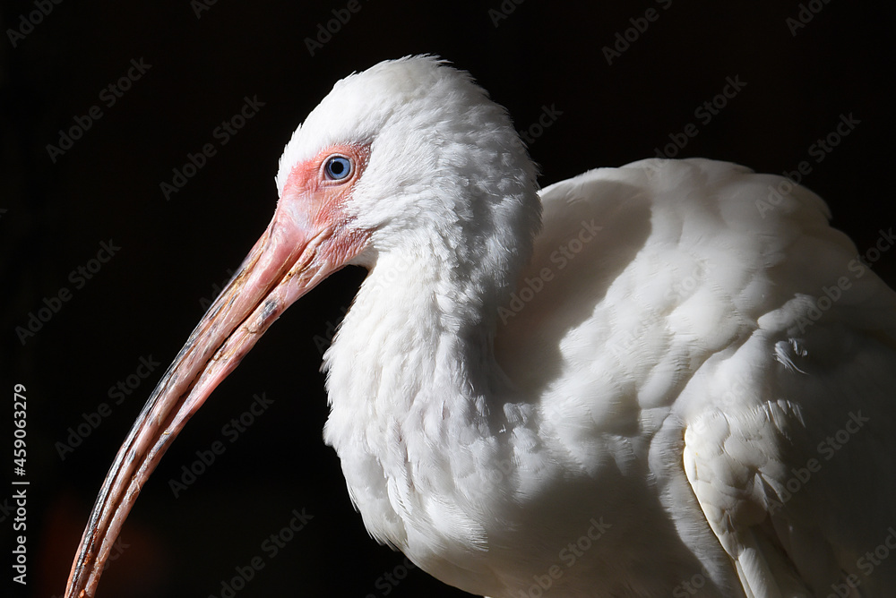 Wall mural Waldrapp, Ibis