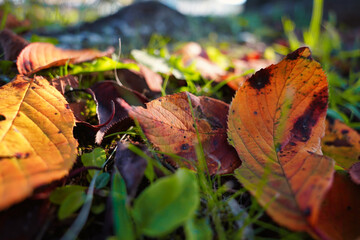 初秋の色とりどりの落ち葉