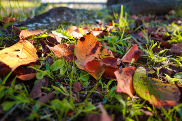 初秋の色とりどりの落ち葉