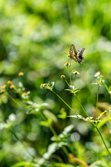 花の蜜を吸うアゲハ蝶