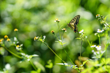 花の蜜を吸うアゲハ蝶
