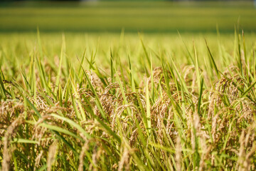 稲刈りをむかえる秋の田んぼ