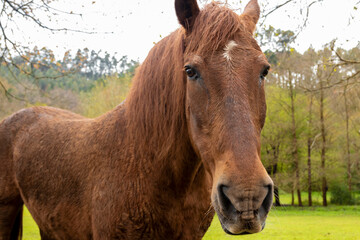 brown horse in the foreground with a green forest behind