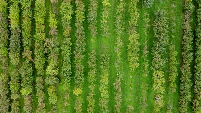 Drohnenaufnahme, Apfelplantage mit Gr&uuml;nfl&auml;che