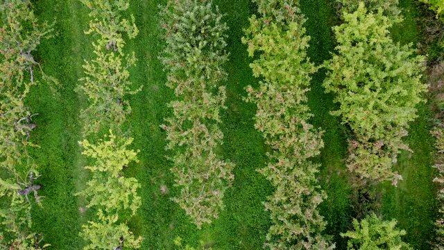 Drohnenaufnahme, Apfelplantage mit Gr&uuml;nfl&auml;che