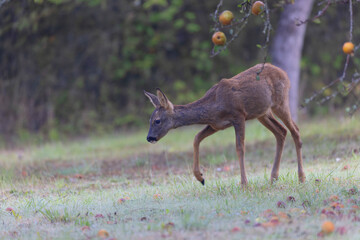 European Roe-Deer Capreolus capreolus in close-up