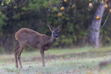 European Roe-Deer Capreolus capreolus in close-up