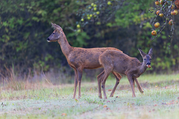 European Roe-Deer Capreolus capreolus in close-up