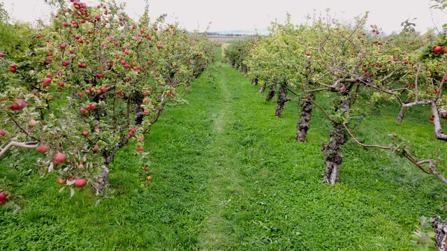 Drohnenaufnahme, Apfelb&auml;ume kurz vor der Ernte, Plantage