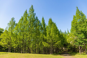 Green Metasequoia forest , kagawa, Shikoku, Japan	
