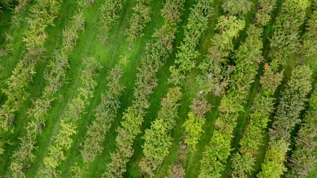 Drohnenaufnahme, Apfelplantage mit verschiedenen Apfelb&auml;umen kurz vor der Ernte.
