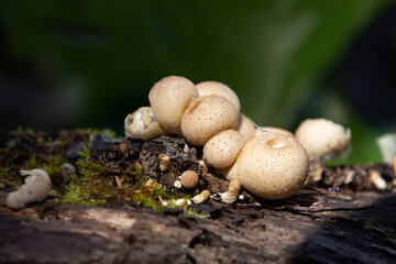 Close up of pear shaped puffball, also called Apioperdon pyriforme