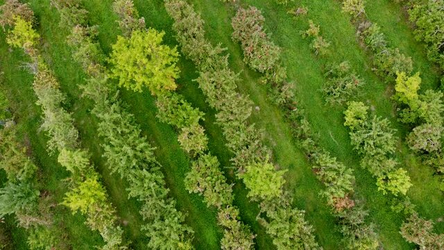 Drohnenaufnahme, Apfelplantage mit verschiedenen Apfelb&auml;umen kurz vor der Ernte.