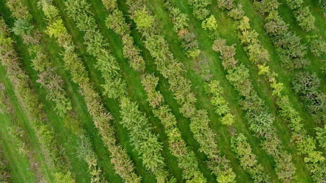 Drohnenaufnahme, Apfelplantage mit verschiedenen Apfelb&auml;umen kurz vor der Ernte.