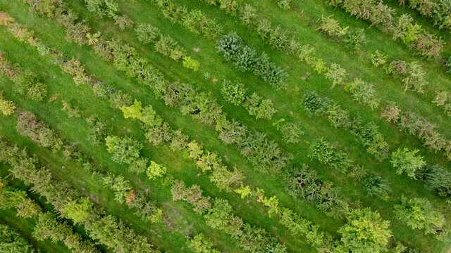Drohnenaufnahme, Apfelplantage mit verschiedenen Apfelb&auml;umen kurz vor der Ernte.