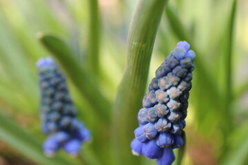 Obraz premium Szafirek Muscari