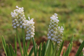 Szafirek Muscari