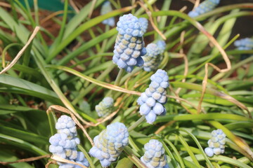 Szafirek Muscari