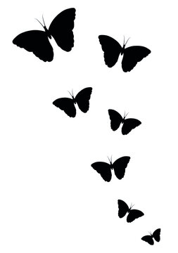 Silhouettes of flying butterflies on a white background