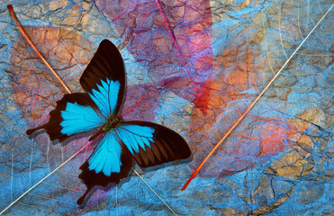 Abstract natural blue background.  blue Ulysses butterfly and transparent leaves texture...