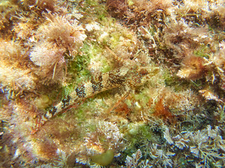 Fish on a rock. It is a blenny that is shallow. Familia Tripterygiidae. Tripterygion tartessicum