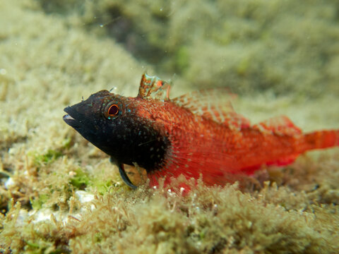Fish on a rock. It is a blenny that is shallow. Familia Tripterygiidae. Tripterygion tartessicum