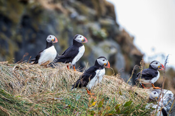 Icelandic puffin bird in their natural habitat along the cliffs by the shore in Iceland.