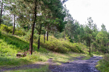 Fototapeta na wymiar Quiet gravel road through the pine forest at sunset in the middle of summer, can be used as background and wallpaper