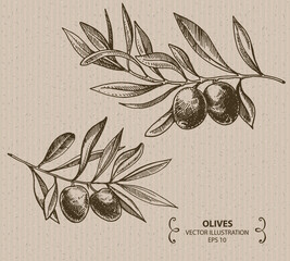 Olive branch, Hand drawn vector illustration