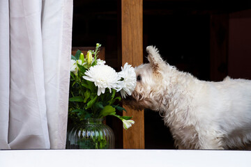 funny dog West Highland Terrier and a bouquet of flowers 