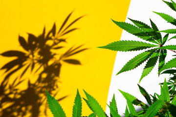 A cannabis bush in bright light with a white and yellow background with a shadow. Medicinal...